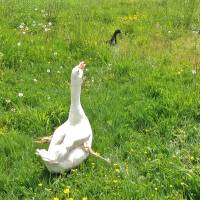 Plant-eating goose