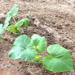 The plastic cup shields in place