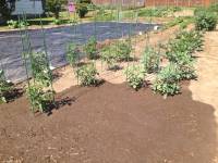 Cleared of rye straw, buckwheat sowed as a smother crop