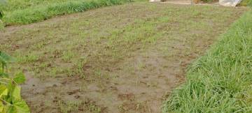 A cover crop getting a head start on the weeds in the sweet corn patch of 2014