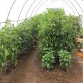 hoophousetomatoes16.jpg