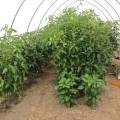 hoophousetomatoes17.jpg