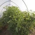 hoophousetomatoes20.jpg