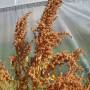 grain_quinoa_dave_407.jpg