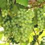 interlaken_grapes.jpg