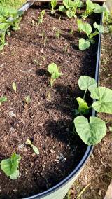 Seedlings from compost