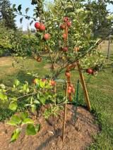 Akane apple Akane apple