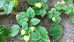 Like ground-hugging tomatillo plants