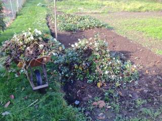 More than thinning I removed the ever-bearing plants, then I thin and transplant the June-bearing plants
