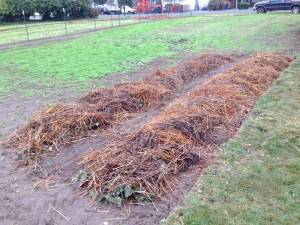 Mulched