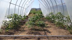 Tomatoes look strong. All plants are flowering at the end of May