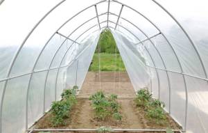 New perlins for hanging tomatoes