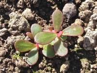 Purslane growing quickly