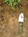 The tap root of an established plant can go way down! The tap root of an established plant can go way down!