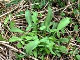 Sheep sorrel leaves