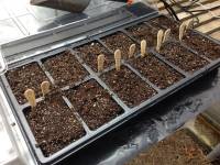 Seeded cells in the larger pans