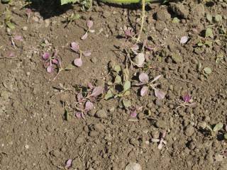 These guys will wilt in the sun and wither to a wisp