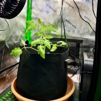 From a growbag
