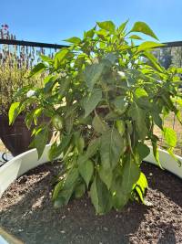 Lunch box peppers!