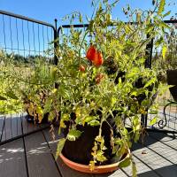 Roma tomato
