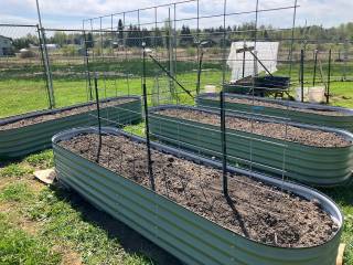 Two trellises this year