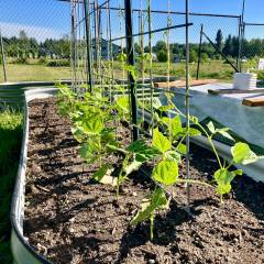 Pole beans climbing