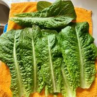 Brown edge lettuce Brown edge lettuce
