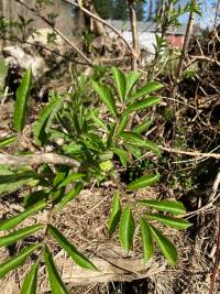 Black elderberry in trash pile