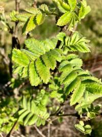 Rowen tree found along fence line